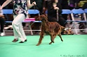 Crufts2011 537